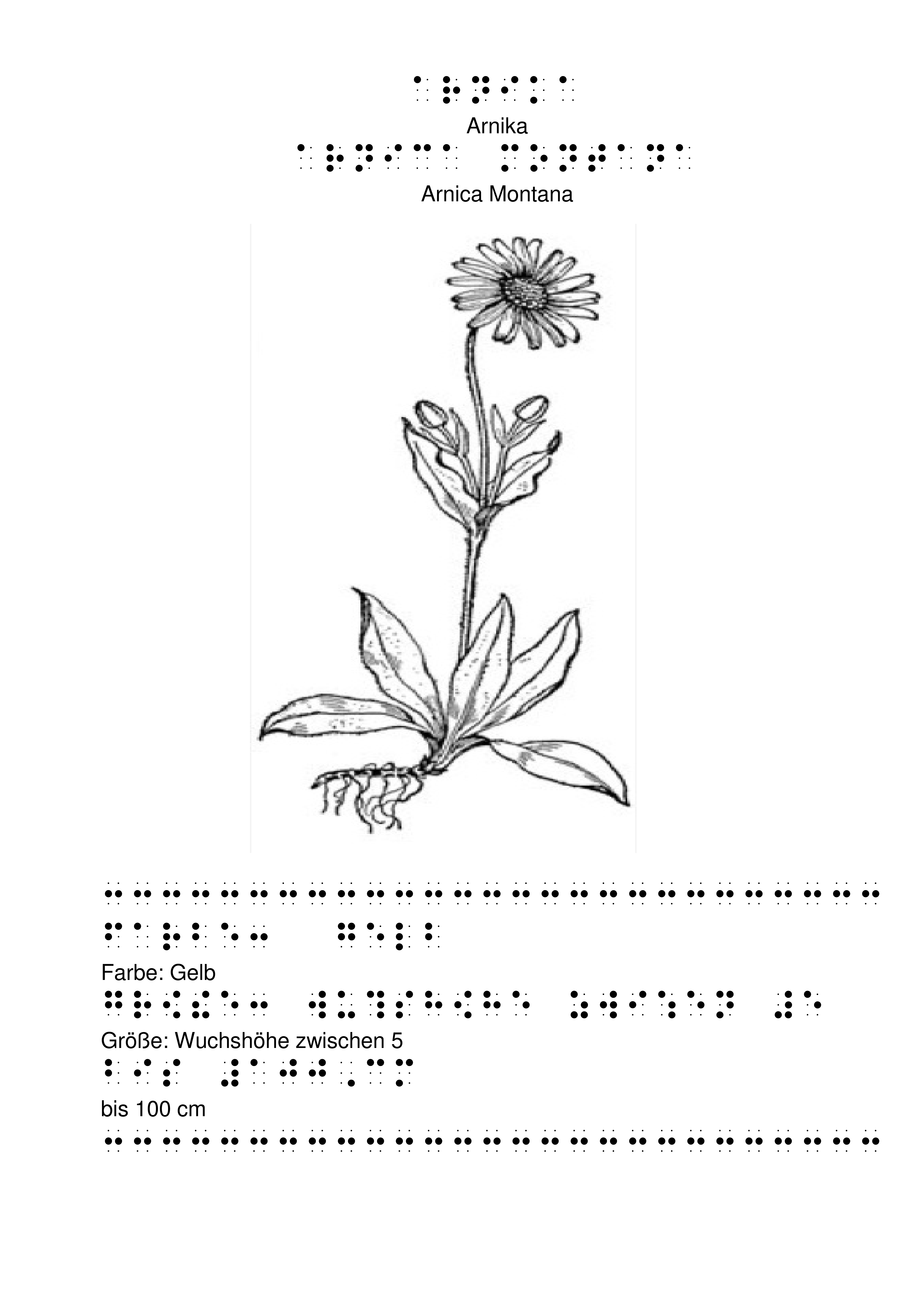 Tastbild von Arnika mit Beschreibung