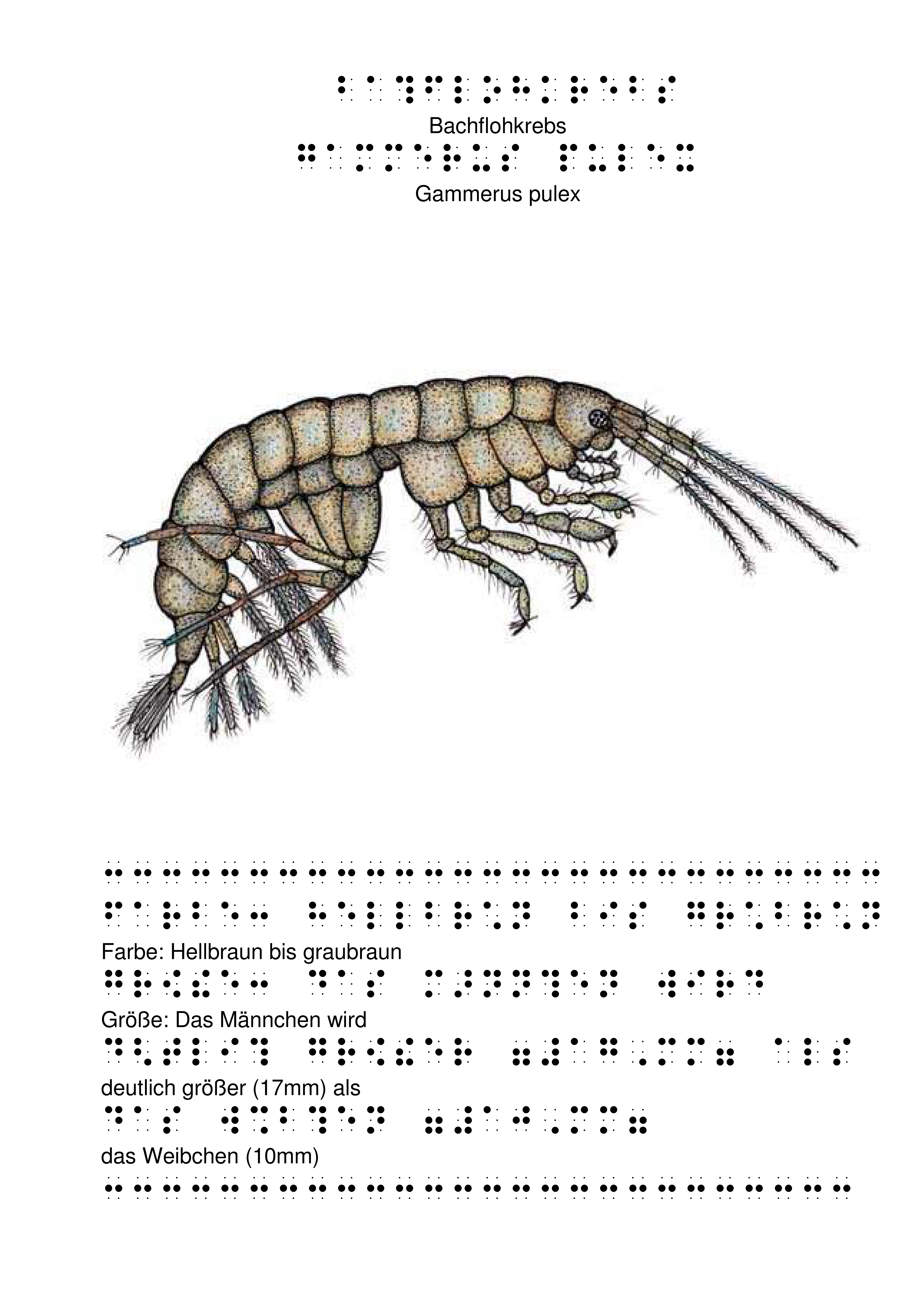 Tastbild eines Bachflohkrebses mit Beschreibung