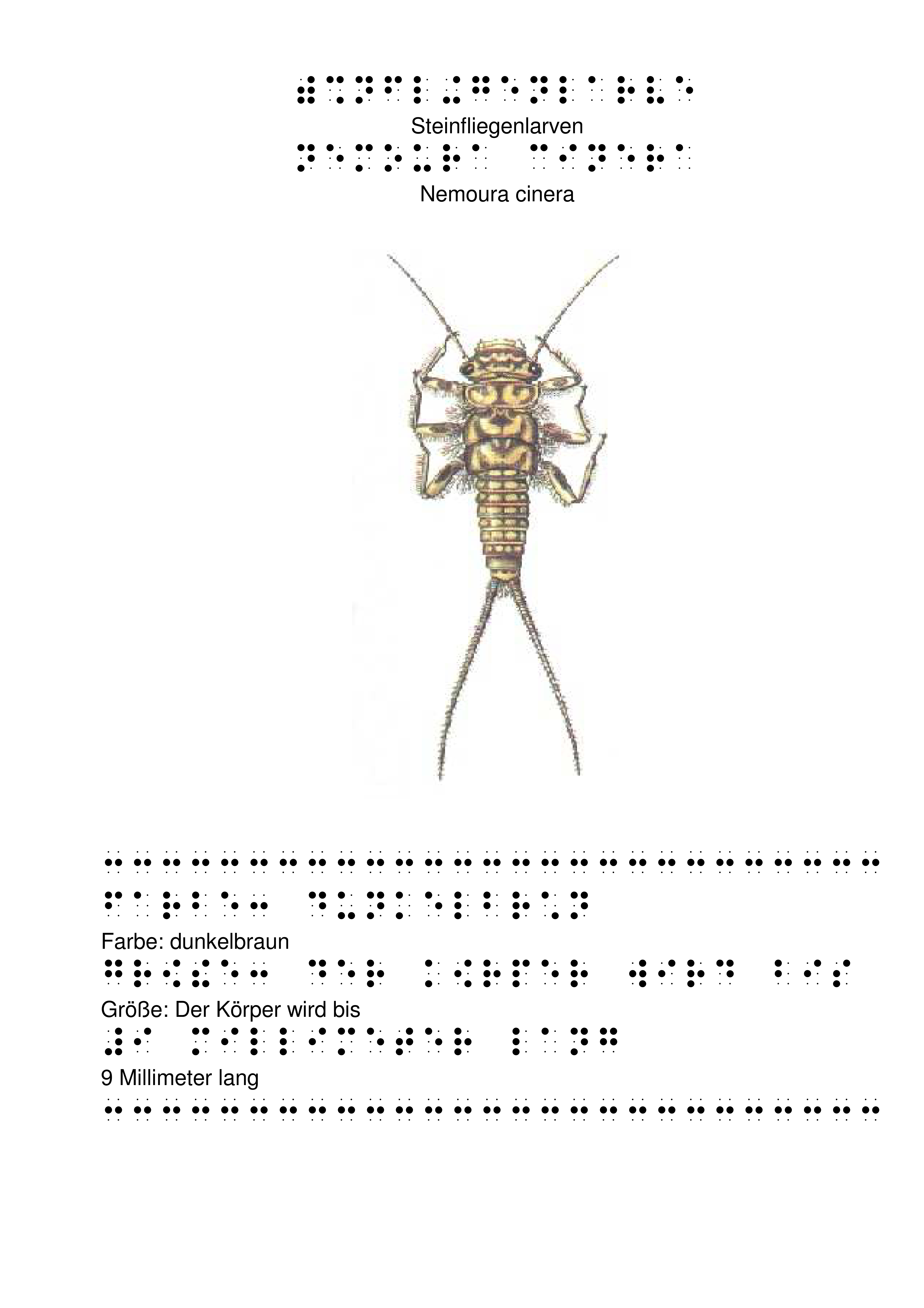 Tastbild der Steinfliegenlarve mit Beschreibung