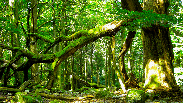 Nationalpark Hunsrück-Hochwald