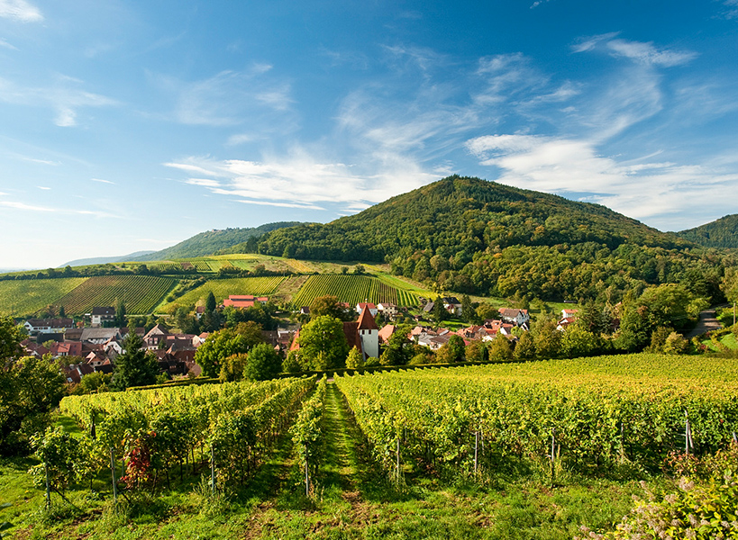 Weinberge südl. Weinstraße