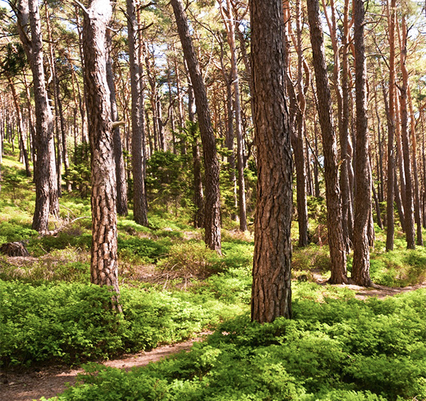 Der Pfälzer Wald