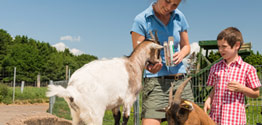 Fütterung der Ziegen im Wildpark Bad Marienberg - Foto: Dominik Ketz © Rheinland-Pfalz Tourismus GmbH