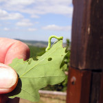 Botanische Wanderung 2014 - Raupe am Eichenblatt