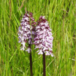 Botanische Wanderung 2016 - Orchidee Orchis Purpurea