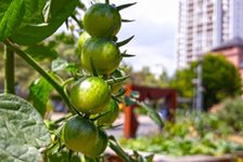 Bildergalerie Urban Gardening Tomaten am Romano-Guardini-Platz Die Tomatenpflanzen gedeihen prächtig in den Holzkisten.