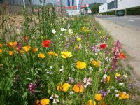 Bienenfreundliche Pflanzen an den Einfallstraßen nach Mayen