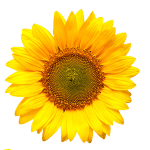 Sonnenblume