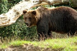 Wild- und Freizeitparks in der Region