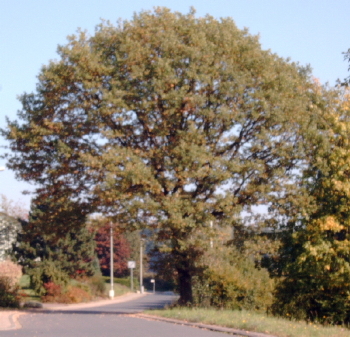 Bild: Während die Eicheln bei strahlendem Sonnenschein vom baum fallen