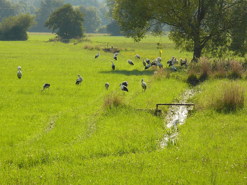 Störche auf einer Wiese