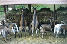 Ziegen im Wildpark