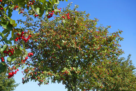 Zu sehen ist ein Kirschbaum  mit Kirschen