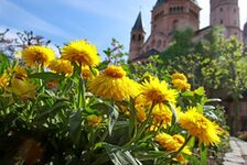 Löwenzahn vor Dom