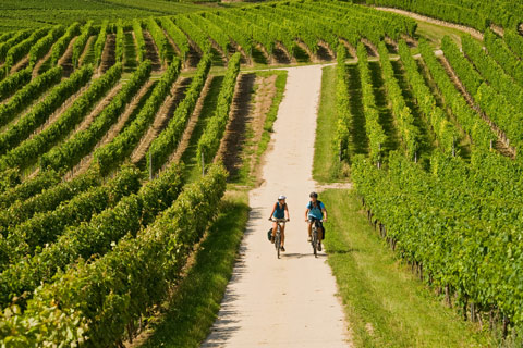 Radfahrer in Rebenlandschaft in Rheinhessen - Foto: Dominik Ketz © Rheinland-Pfalz Tourismus GmbH