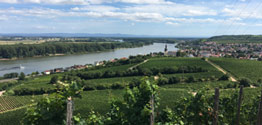 Der Rheinterrassenweg zwischen Nierstein und Nackenheim - Foto: Christina Ihrlich © Rheinland-Pfalz Tourismus GmbH