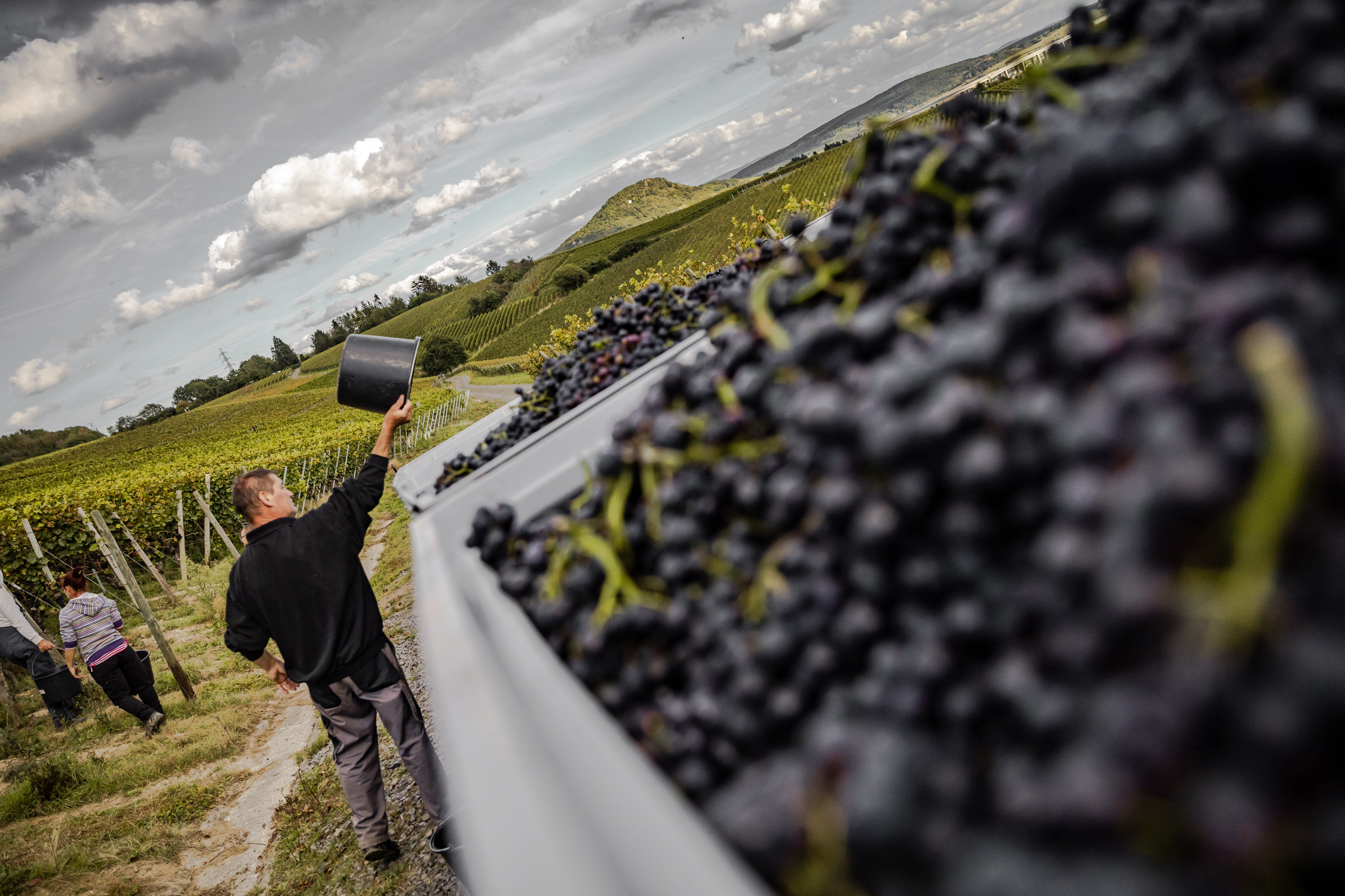 Bereit für die Weiterverarbeitung im Weingut