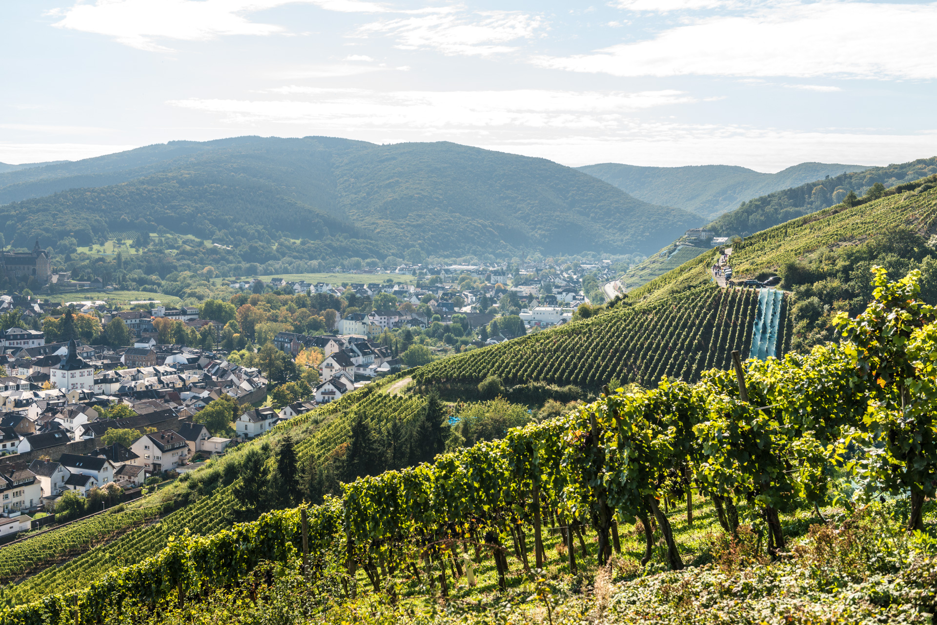 Der Birnen-Rundweg führt auch durch die Ahrweiler Weinberge