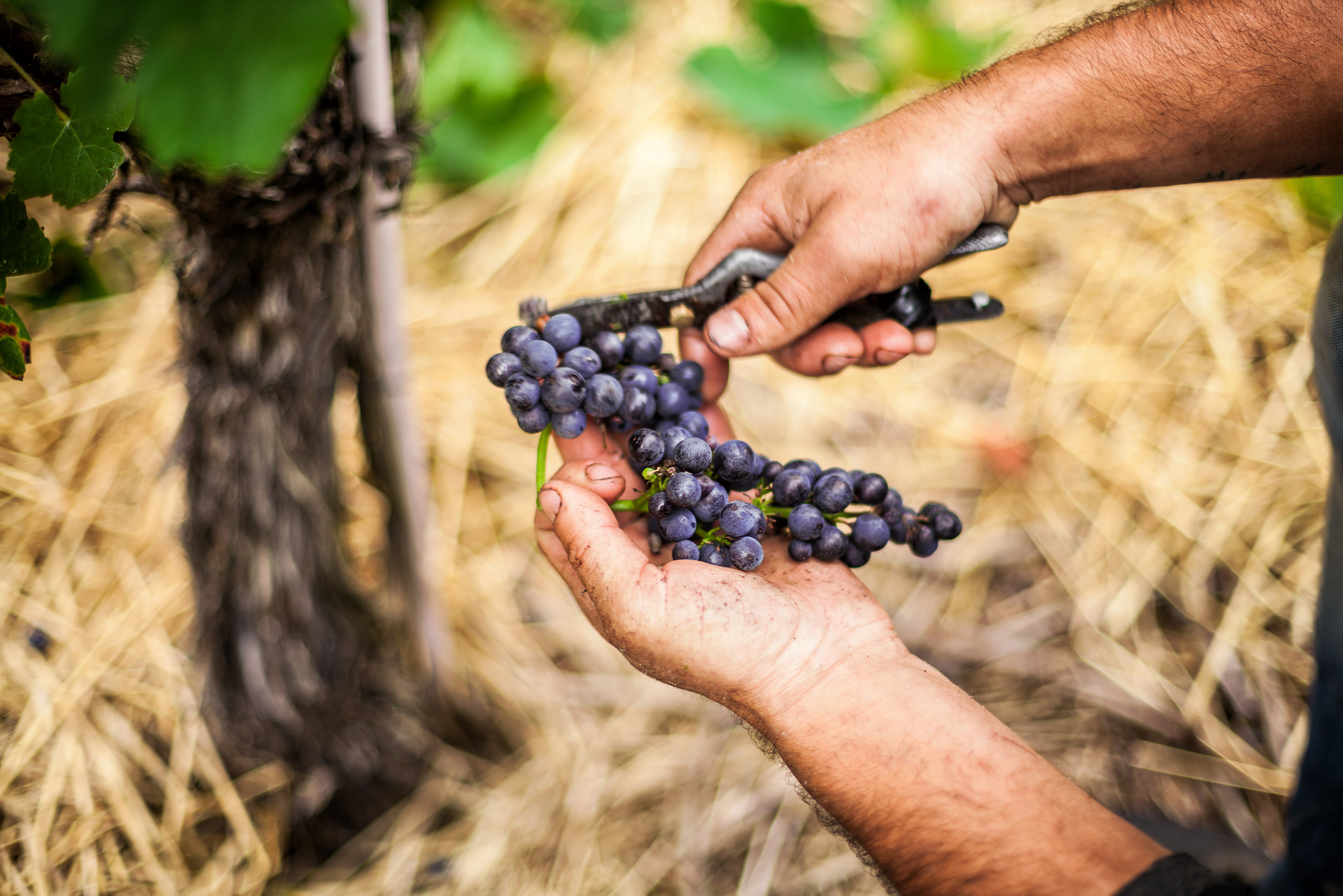 Weinlese in Handarbeit