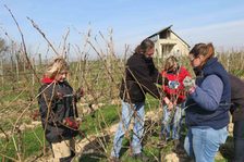 Gruppe bei der Arbeit im Weinberg