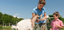 Fütterung der Ziegen im Wildpark Bad Marienberg - Foto: Dominik Ketz © Rheinland-Pfalz Tourismus GmbH