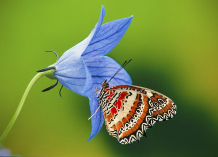 Garten der Schmetterlinge