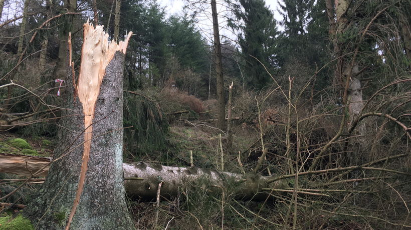 Waldwege sind wieder begehbar