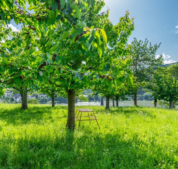 Kirschbäume in Filsen | © ZV Welterbe / Katja Verhoeven