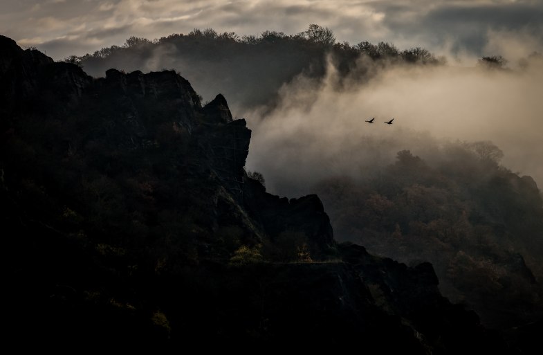 Vögel im Nebel | © Herbert Piel