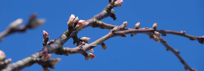 Kirschblüten