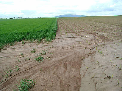 Flchenerosion im sdlichen Rheinhessen nach rund 20 mm Tagesniederschlag