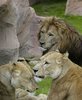 Löwenrudel im Zoo Neuwied