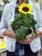 Sr. Lea Ackermann mit Sonnenblume