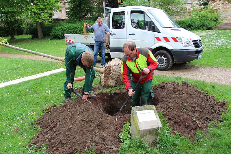 Matthias Löffler und Tim Sternberger von der Stadtgärtnerei graben das Pflanzloch, Foto © Stadt Speyer