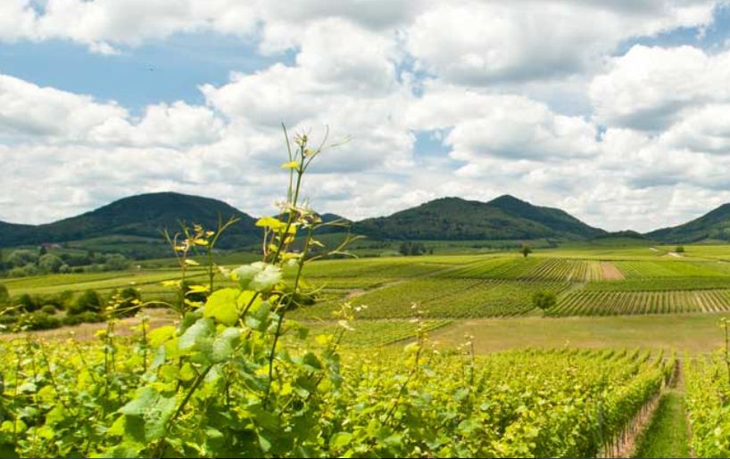 Weinreben in der Pfalz, © WeinReich Blog