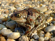 Pelobates fuscus (Knoblauchkröte)