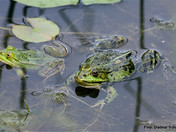 Pelophylax (Wasserfrosch)