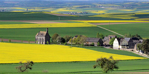 Landschaft und Rapsfeld in der Eifel