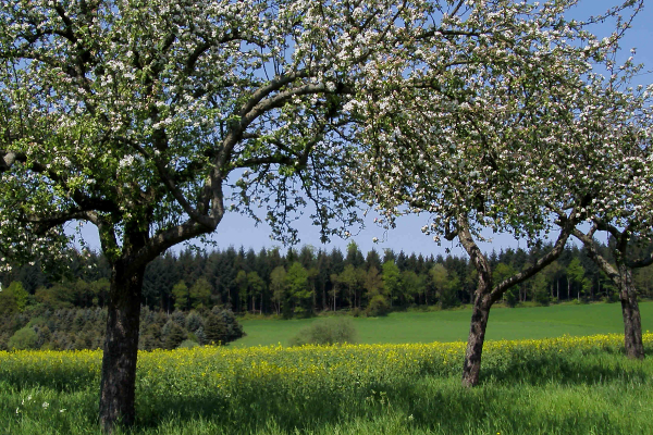 Streuobstwiese