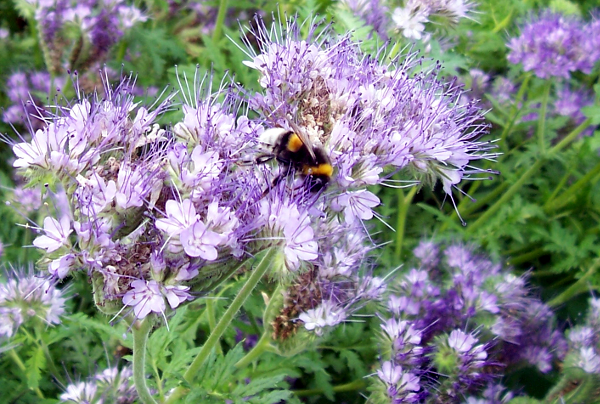 Bienenfreund