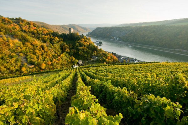 Der Blick geht über den Weinberg bei Kaub zum Rhein hinunter.