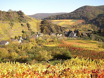 geführte Weinbergswanderung