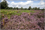 Natur- und Vogelschutzgebiet - Mehlinger Heide, Mehlingen