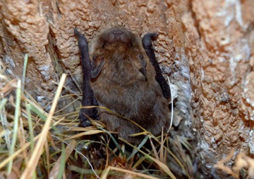 zwergfledermaus_VDN_Siegfried A. Walter