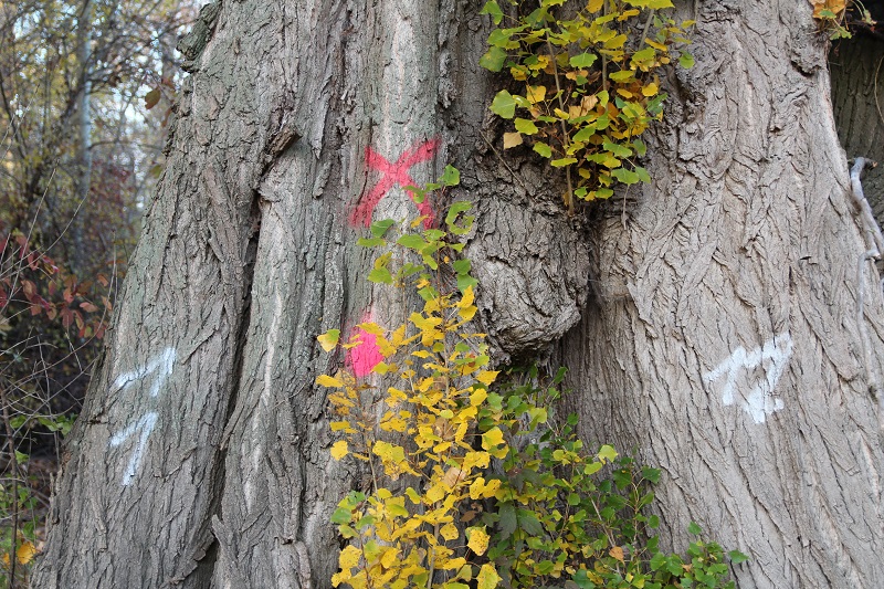 Baum mit rot markiertem Kreuz, foto © Stadt Speyer