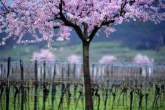 Almondtrees in the Palatinate © Pfalz Touristik