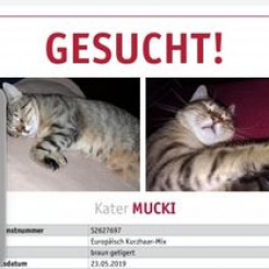 Profilbild von Mucki in Rheinbach vermisst 