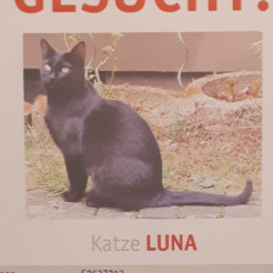 Profilbild von Luna in Rheinbach vermisst 