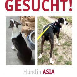 Profilbild von Asia in Remagen vermisst 