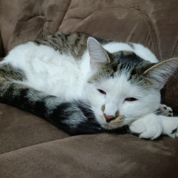 Profilbild von Katze in Remagen vermisst